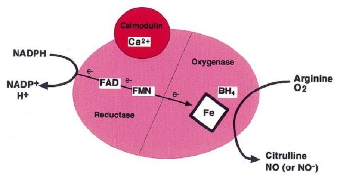 Aktywność syntaz tlenku azotu (NOS) Syntaza tlenku azotu (NOS) jest enzymem zawierającym FAD (dinukleotyd flawinoadeninowy) i FMN (mononukleotyd flawinowy).