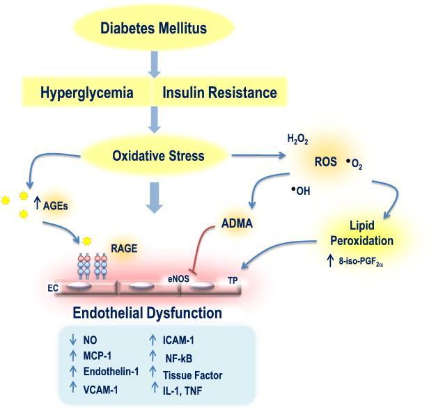 Dysfunkcja śródbłonka w cukrzycy