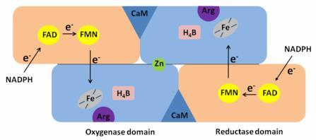 Formy NOS - Znane są 3 formy NOS, każda kodowana jest przez inny gen. Każdy enzym jest odmiennie regulowany, ma inną lokalizację i może mieć odmienną wrażliwość na inhibitory.