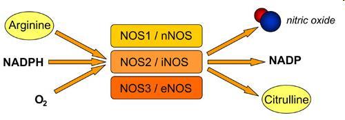 Formy NOS - Nazwy i synonimy izoform NOS: * nnos (neuronalna NOS, NOS typu I, NOS-I, NOS-1) * inos (indukowalna NOS, NOS typu II, NOS-II, NOS-2) * enos (śródbłonkowa NOS, NOS typu III, NOS-III,