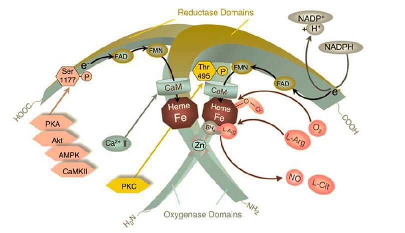 Regulacja aktywności NOS PKA - protein kinase A PKC - protein kinase C AMPK-