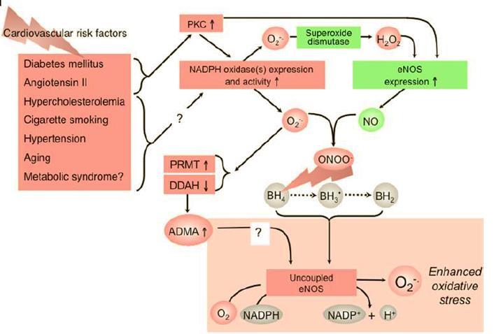 Choroby układu naczyniowo-sercowego stres oksydacyjny zmniejsza biodostępność NO ROS Systemy antyoksydacyjne NO Utlenienie BH 4 jest głównym mechanizmem rozprzęgania enos (np.