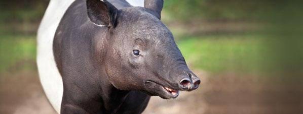 NAJLEPIEJ SPRZEDAJĄCA SIĘ ODMIANA W 2017 ROKU Dobry wybór na trudne lata TAPIR Rok rejestracji 2014 Plon cukru 103%, polaryzacja 99% (2012 2013 r.