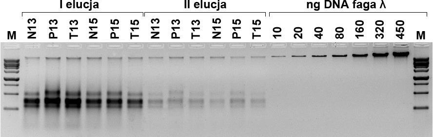 Rys. 11. Obraz elektroforetyczny uzyskanych preparatów mtdna pszenżyta.