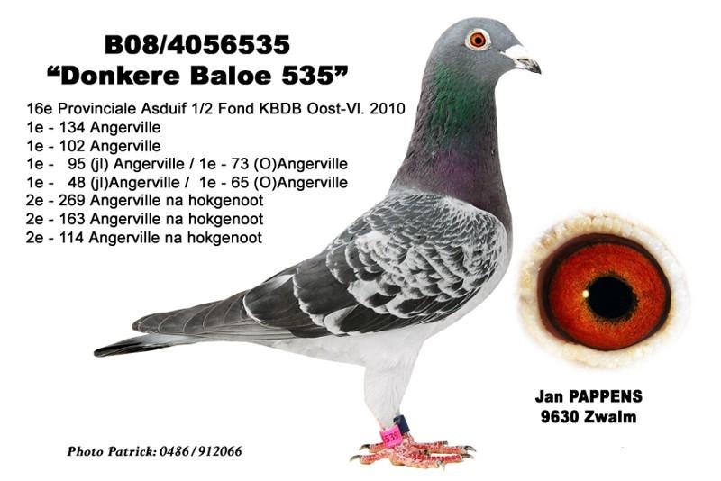Angerville 223 gołębie -1; 02/07/2011 Angerville 220 gołębi - Baloe 985 B-06-4332985 gołąb rozpłodowy, ojciec