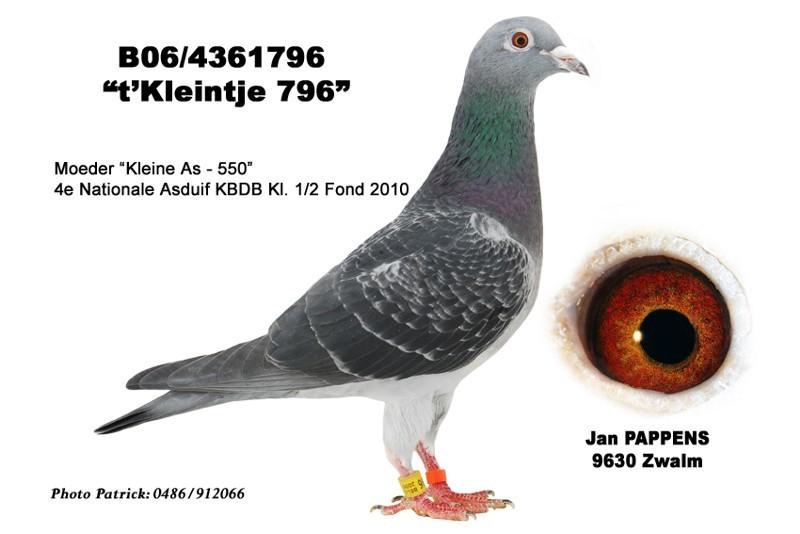 Kleine Witrug B-06-4012405 4 x 1 konkurs, 3 narodowy As-gołąb