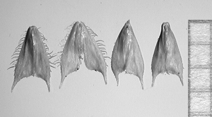 152 Fragm. Flor. Geobot. Polonica 14(1), 2007 Ryc. 2. Morfologia kłosków u Phleum paniculatum Huds. (2n = 28). Z boku podziałka milimetrowa Fig. 2. Morphology of spikelets in Phleum paniculatum Huds.