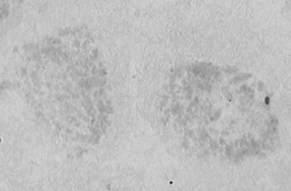 2n Stopień ploidalności (Ploidy level) Średnia długość kariotypu (Mean karyotype length) [μm] ± SD Średnia długość chromosomu (Mean chromosome length) [μm] ± SD Współczynnik asymetryczności kariotypu