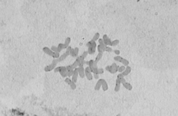 3,00 ± 0,76 0,19 20m + 4 sm 5,748 ± 0,067 1,437 ± 0,017 1Cx ilość DNA przypadająca na monoploidalny genom z zespołem chromosomów x (DNA content of one non-replicated monoploid genome with chromosome