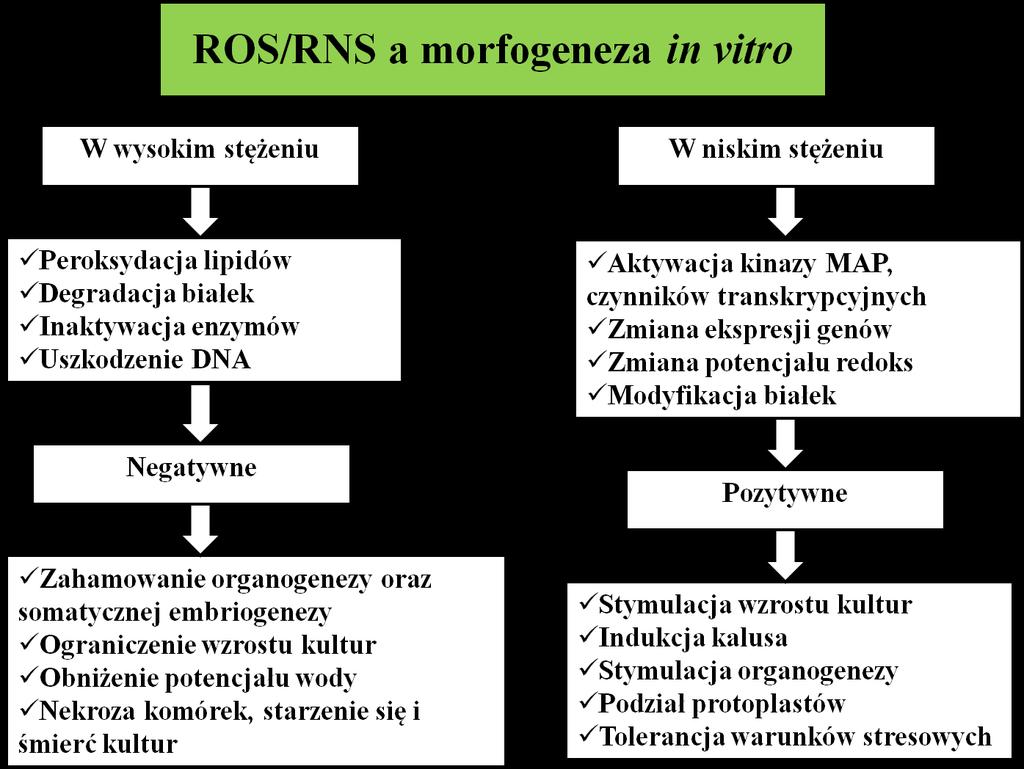 Wspólną odpowiedzią tkanek roślinnych na działanie niekorzystnych czynników biotycznych i abiotycznych jest stres oksydacyjny i nitrozacyjny, wywołany nadprodukcją reaktywnych form tlenu (ROS),