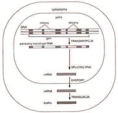 11 Zadanie 25. (3 pkt) Na schematach przedstawiono biosyntez bia ka w komórkach prokariotycznych (P) i eukariotycznych (E).