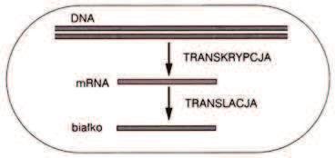 eukariotycznej. P.. E.. b) okre l, czym ró ni si pierwotny transkrypt RNA Eukaryota od mrna Prokaryota.