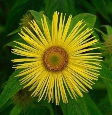 Inula helenium badania kliniczne Prewencja oraz terapia biegunki związanej z antybiotykoterapią Double-blind Randomised Placebo-controlled Study of Prolardii Gastro-resistant (GR) Caps in the