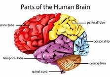 Słowniczek / Vocabulary: disease choroba brain mózg affect mieć negatywny wpływ na collection of symptoms zestaw objawów caused by spowodowane elderly starsi ludzie disorders nieprawidłowości