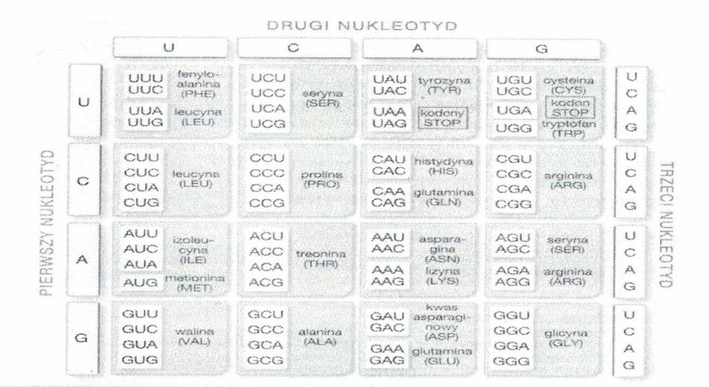 Praca kontrolna z biologii LO dla dorosłych semestr V Poniższa praca składa się z 16 zadań. Przy każdym poleceniu podano liczbę punktów możliwą do uzyskania za prawidłową odpowiedź.