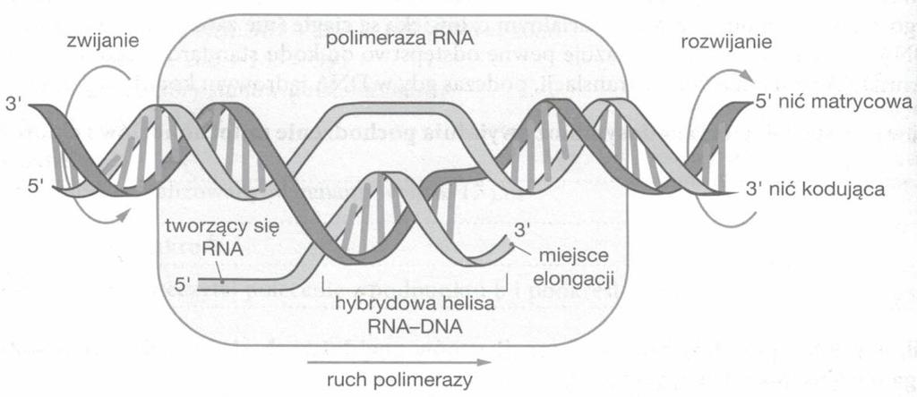 AUG CUG CCA CAA AUA CCC UUU UUG Zadanie 3. (0-2) Schemat przedstawia pewien proces. Źródło: Teraz matura BIOLOGIA (wyd.: Nowa Era) a) Podaj nazwę procesu przedstawionego na schemacie.