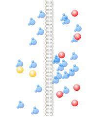 Osmoza osmoza - dyfuzja cząsteczek rozpuszczalnika przez membranę półprzepuszczalną, oddzielającą dwa roztwory różniące się potencjałami chemicznymi różnica potencjałów chemicznych wynika z różnicy