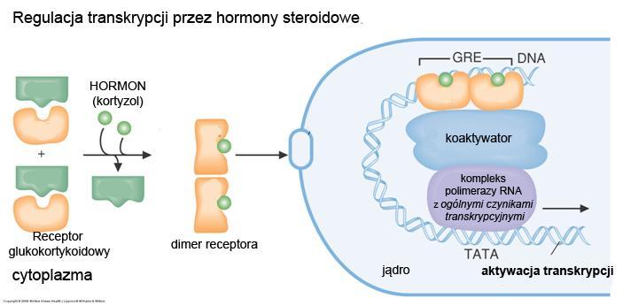 Uruchom program RasWin (ikona na pulpicie). A. Wybierz z menu na górze: File open 1BNA (otwórz ten plik). 1. Pojawi się model drucikowy - wireframe podwójnej helisy B DNA, złożony z dwóch 12-to nukleotydowych nici.