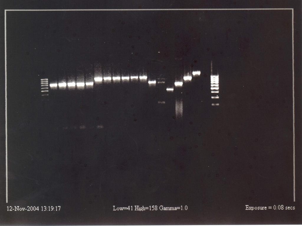 Multiplex PCR iap- gen 1 2 3 4 5 6 7 8 9 10 11 12 13 14 15 16 17 18 19 20 1,2 kpz 870 pz 660 pz 480 pz Poz. 1-5 i 12 Listeria monocytogenes, poz. 6 11 Listeria innocua, poz.