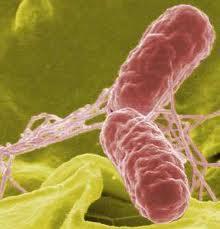 Primery zwalidowane dla genu inva (kodującego cechy wirulencji) charakterystycznego dla Salmonella