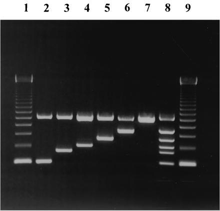 FIG. 1. Wykrywanie i identyfikacja gatunków Campylobacter metodą multiplex PCR. Lanes 1 and 9: 123-pz marker; lane 2: C. coli NCTC 11353, 126-pz fragment; lane 3: C.