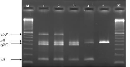 Multiplex PCR targeting genes encoding four virulence-associated properties: yst (145 (bp), rfbc (405 bp), ail (454 bp), and virf (700 bp).