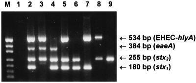 Characterization of reference STEC strains by multiplex PCR assay.