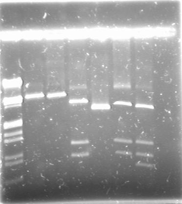 Wielkości fragmentów w ścieżkach podawane są od najmniejszych: 1 2 3 4 5 6 7 1. Marker wielkości EcoRI/HindIII 2. Trawienie EcoRI 5200 pz 3. Trawienie HindIII 5200 pz 4.