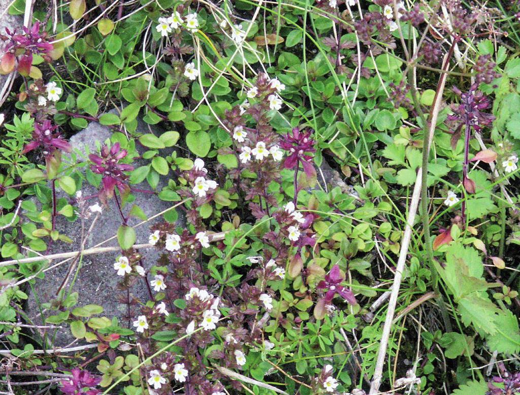 Posz: Euphrasia minima Jacq. (Orobanchaceae) w Karkonoskim Parku Narodowym Ryc. 1. Euphrasia minima Jacq. Karkonoski Park Narodowy, Mały Śnieżny Kocioł. Fig. 1 Euphrasia minima Jacq.