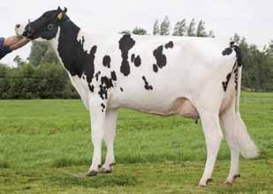 28 Dobre, zdrowe wymiona Wysoka wydajność mleka Porawia znacząco ustawienie zadu Rewelacyjny wskaźnik łatwości wycieleń
