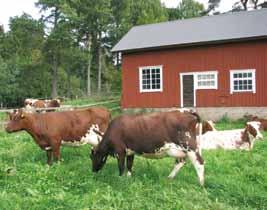 60 Szwedzkie bydło mleczne SRB - roozycja krzyżowania z krowami Hf! Rasa SRB od kilku dziesięcioleci doskonalona jest w kierunku orawy zdrowotności.