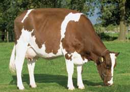 MRY to bydło o dwukierunkowej mleczno-mięsnej użytkowości. Dlatego byczki tej rasy doskonale nadają się do oasu, a ich mięso ma wysoką wartość kulinarną.