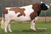 Średnia wydajność krów MRY w Holandii w sezonie oceny 2009/2010 r. to 7441 kg mleka o zaw. 4,40 % tłuszczu i 3,67 % białka.