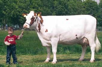 doskonałe zdrowie Mocna rama, bardzo silne nogi i racice Małe koszty weterynaryjne Doskonała łodność MRY jest rasą óźno dojrzewającą, a mleczność krów tej rasy wydatnie wzrasta z wiekiem.