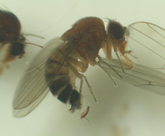 Fot. 20. Drosophila suzukii samica Fot. 21. Drosophila suzukii samiec Fot. 22. Pułapka Drosinal do odłowu muchówek Drosophila suzuki 5.2. Metody ograniczania szkodników występujących na śliwie oraz ich znaczenie gospodarcze Tabela 16.