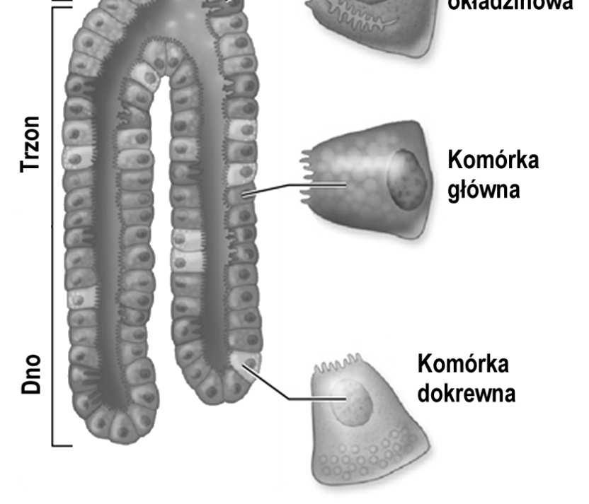 Gruczoł żołądkowy właściwy ma trzy odcinki: