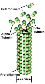 STRUKTURA I FUNKCJE MIKROTUBUL Podstawową jednostką jest tubulina powiązana z GTP Alfa- i beta- tubuliny tworzą dimer