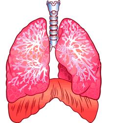 Receptory β2ar zlokalizowane są głównie w układzie oddechowym: w błonach komórek mięśni gładkich oskrzeli, a także śródbłonku naczyń płucnych, w nabłonku oddechowym oraz w ścianie pęcherzyków