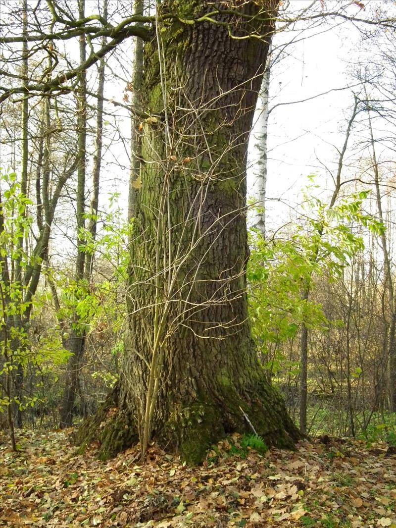 Dziennik Urzędowy Województwa Łódzkiego 9 Poz.