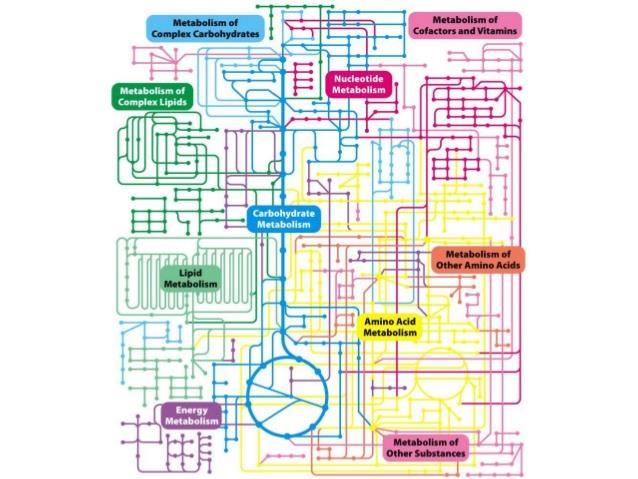 Metabolizm składa się z