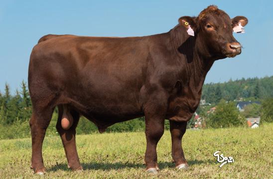 RASA RED ANGUS BENJAMIN RED CZ937969031 APFEL CZ694222053 RASA ABERDEEN ANGUS Urodzony: 2015-05-08, Hodowca: Import RED LAZY MC COWBOY CUT 26U ZIP RED Z PECINA CZ 197961931 RED RIIS