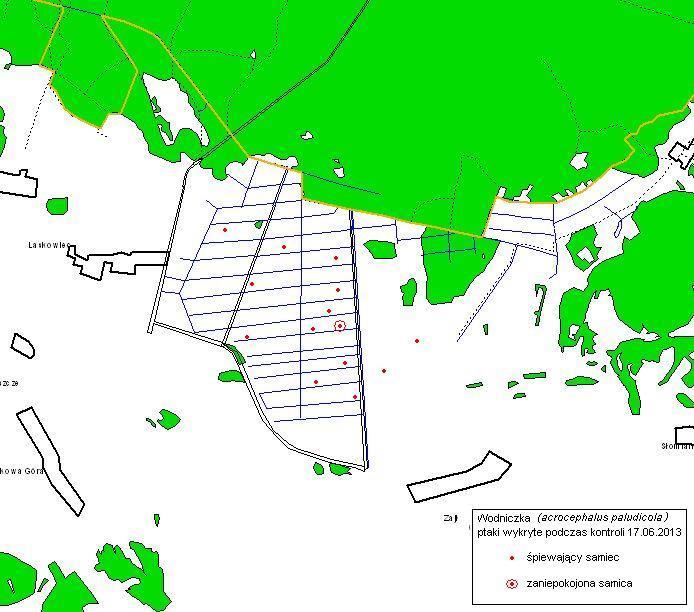 3.3. Powierzchnia Zajki W trakcie pierwszej kontroli powierzchni, przeprowadzonej w dniu 23.05.2013 r. nie odnotowano wodniczek. Podczas drugiego liczenia, wykonanego 17.06.2013 r., stwierdzono 13 śpiewających samców (ryc.