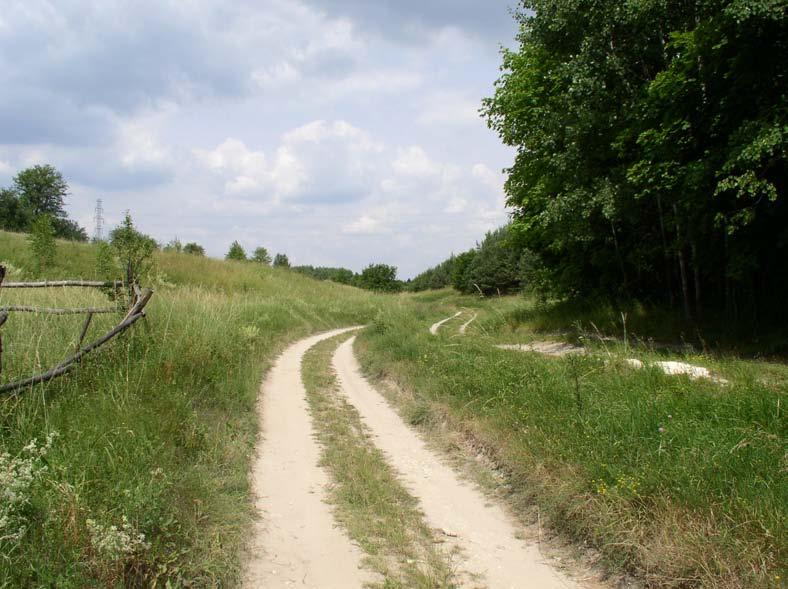 2, w głębi dno wąwozu głównego nr 1 Fot. 13. Stan środowiska w lipcu 2005 r.