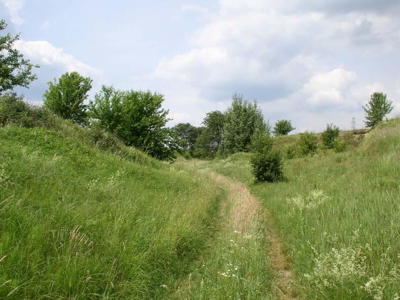 zwierząt w pod wiaduktem WA-3 w ciągu obwodnicy Fot. 15.