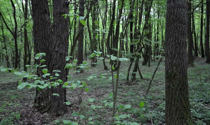 Fot. 1. Miejsce badań stary las liściasty w Nadleśnictwie Szczytno (fot. Ł. Karabowicz) Photo 1. Place Research old deciduous forest in the Forest District Szczytno W dniach 20-27.07.