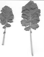 Kształty liści roślin rzepaku (1) i roślin