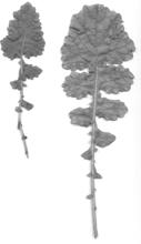 roślina A-374 Shapes of leaves of oilseed rape