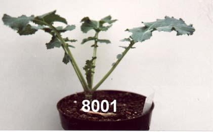 after self-pollination of Brassica plants found