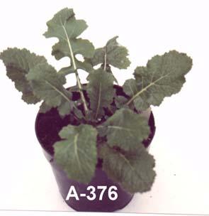 A-378 w typie rzepaku, 7 8 rośliny A-376 i