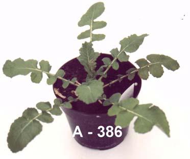 stage of development; 5 6 plants 8001 and A-378